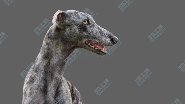 images/goods_img/20210312/Greyhound (2) (Fur) (Rigged) 3D model/2.jpg
